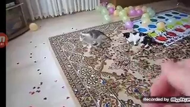 день рождения бафии милафии🎂🎉🎈 смотреть онлайн