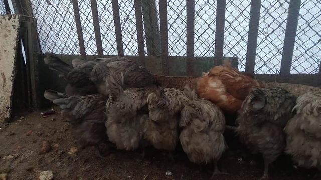 как я борюсь с парозитами у кур смотреть онлайн