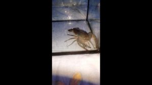 Мраморный Рак