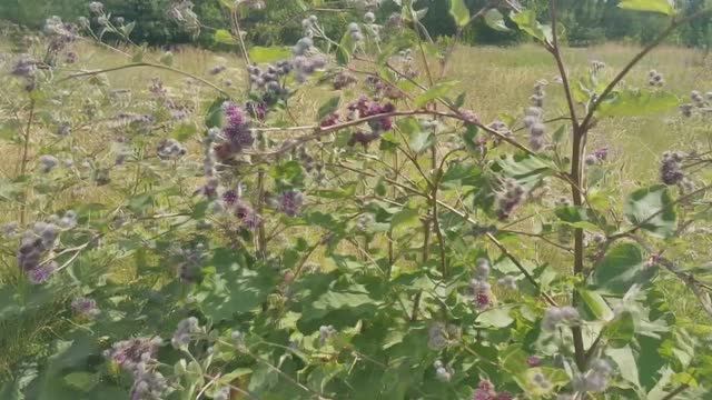 Жареные стебли лопуха - это МЕГА вкусно и полезно смотреть онлайн