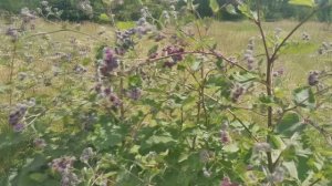 Жареные стебли лопуха - это МЕГА вкусно и полезно