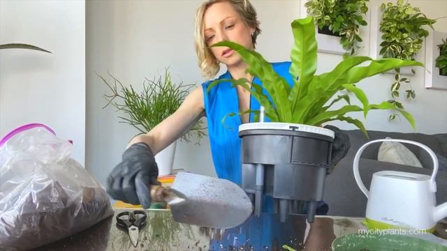 Re-potting Fern Plant Into Lechuza Self-watering Planter - Green Moments With Juliette Ep #10 смотреть онлайн