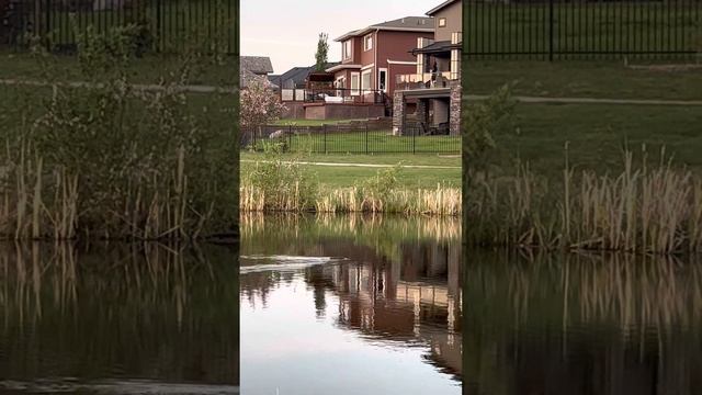 A beaver 🦫 swim toward me and change mind in a second😂🌹🌹🌹(5-17-2023) смотреть онлайн