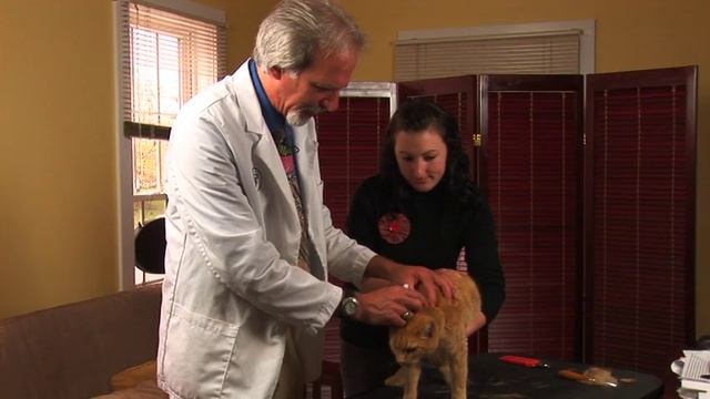 Cat Care & Health : How to Apply Frontline to a Cat смотреть онлайн