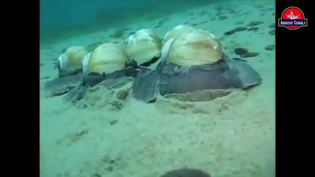 Natica В живой природе the MOON SNAILS смотреть онлайн