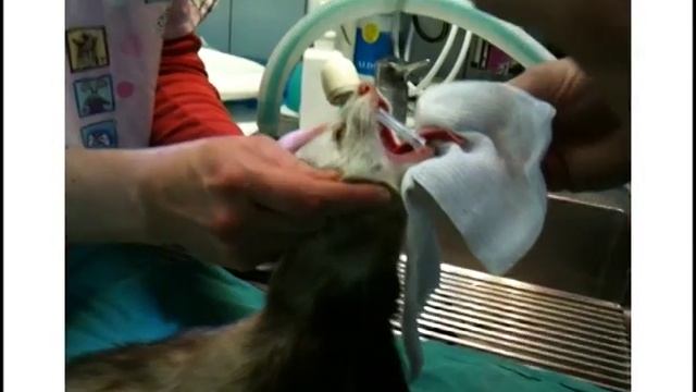 Technique d'intubation trachéale du furet смотреть онлайн