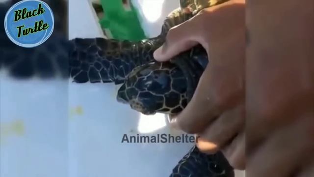 Removing barnacles from helpless Sea turtles!! Part 1 смотреть онлайн