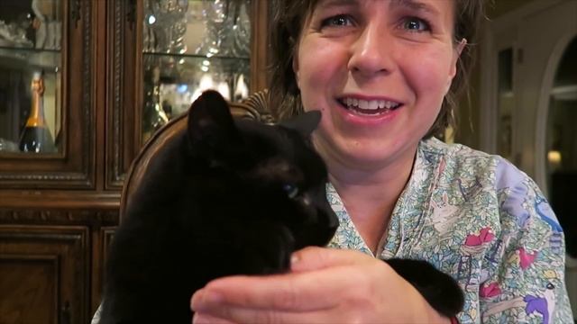 How to - Fix Ingrown Cat nails - Importance of trims! Veterinarian tip. смотреть онлайн