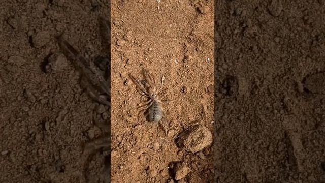 #сальпуга #верблюжийпаук #ядовитыйпаук #solifugae #паукообразные #Arachnida #spider смотреть онлайн