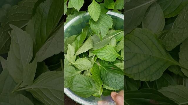 เก็บยี่หร่า смотреть онлайн