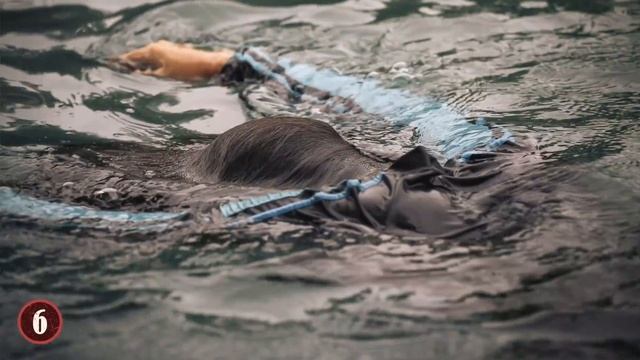 10 Times Wildlife Went Terribly Wrong! смотреть онлайн