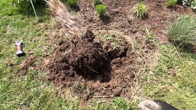 Chinesische Hanfpalme - Trachycarpus fortunei 🌴 Umpflanzung in Kübel mit Erfolg ! смотреть онлайн