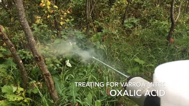 Varroa destructor treatment смотреть онлайн