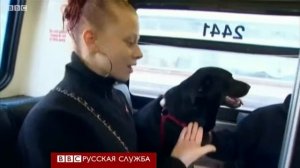 Собака самостоятельно ездит на автобусе! Вы такое когда-нибудь видели???