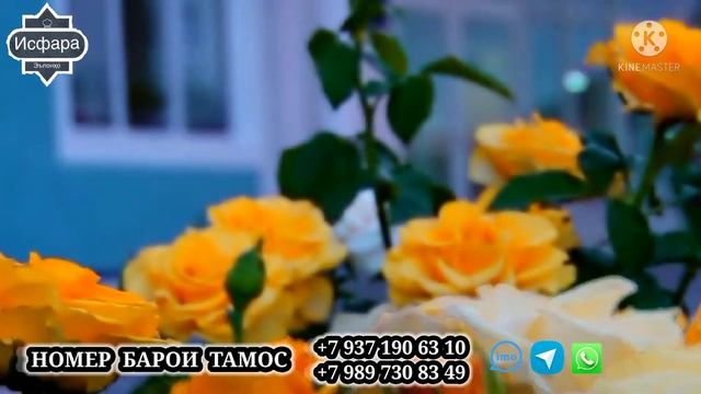 БЕМОРХОНАИ #исфара #реклама #бесплатно смотреть онлайн