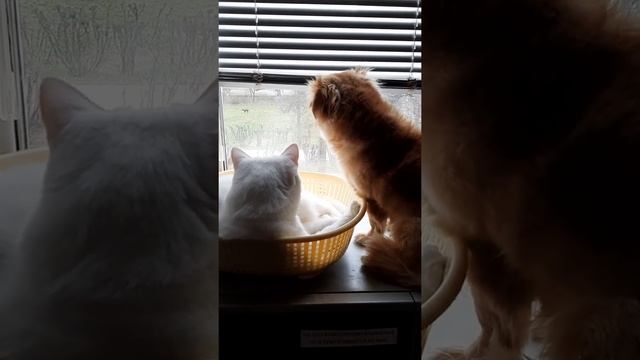 Собака Лялька лает в окошко смотреть онлайн