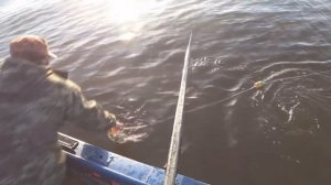 рыбалка сплавной сетью.  отчёт с городской тони.