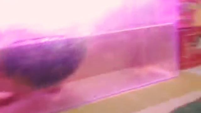 Уход за красноухой черепахой. смотреть онлайн