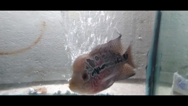 Flowerhone fish care in sinhala ||| best flowerhorn fish keeping tips & technique |||| flowerhorn смотреть онлайн