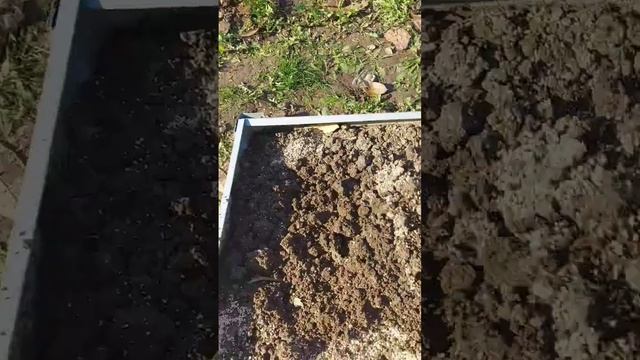 #подготовка #грядки #посадка #лук и #чеснок #природноеземледелие смотреть онлайн