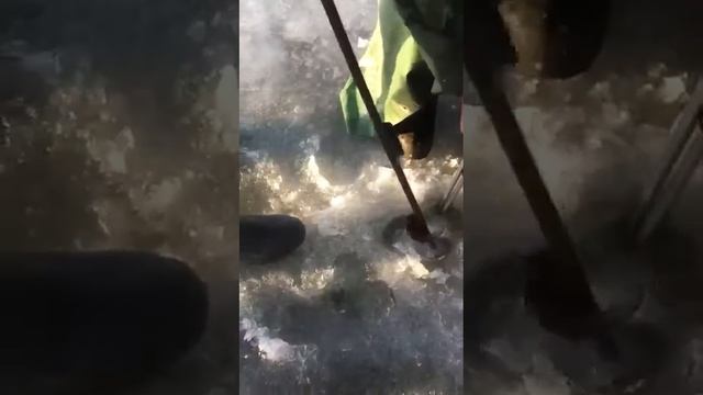 щука на жерлицы!!! трофейная щука !!!! смотреть онлайн