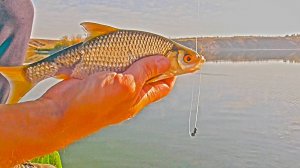 ШИКАРНАЯ РЫБАЛКА НА ПОПЛАВОЧНУЮ УДОЧКУ! НЕ ПЕРЕДАТЬ СЛОВАМИ! Рыбалка на поплавок на большой реке