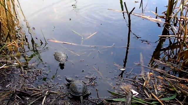 Back to nature of turtles, Kherson, Ukraine смотреть онлайн