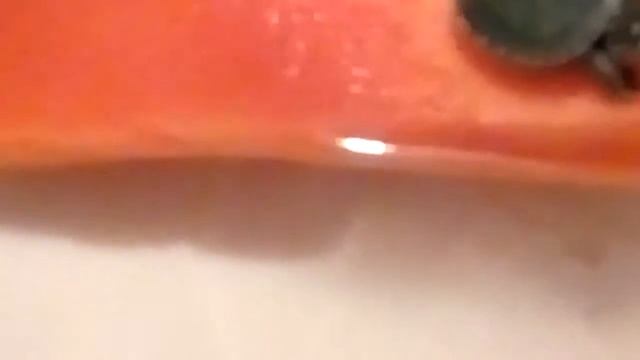 Моя черепашка смотреть онлайн