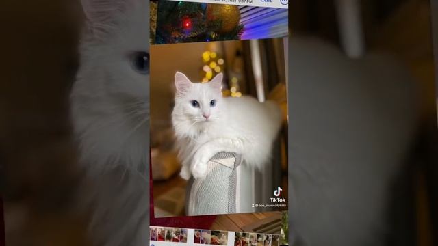 Turkish angora cat!😻 смотреть онлайн