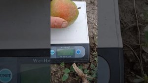 груша Киргизская зимняя