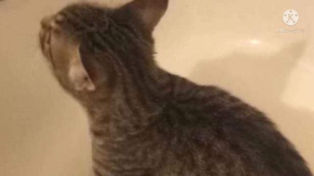 Хозяева собаки не были готовы к такому сюрпризу смотреть онлайн