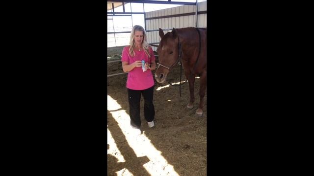 How To Take Your Horse's Vitals