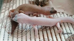 Спаривание эублефаров , ящериная любовь