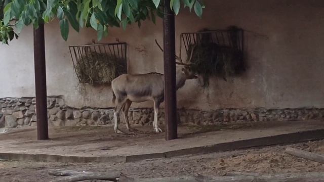 ÇOX EYLENCELİ VLOQUMUZ 🐒🦒🦊🦎, BÖYÜK MOSKVA ZOOPARKI . БОЛЬШОЙ МОСКОВСКИЙ ЗООПАРК смотреть онлайн