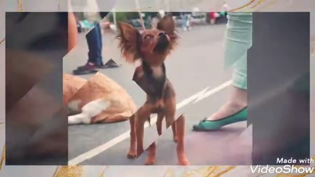 Мои собаки смотреть онлайн