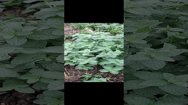 Сортовая мята 