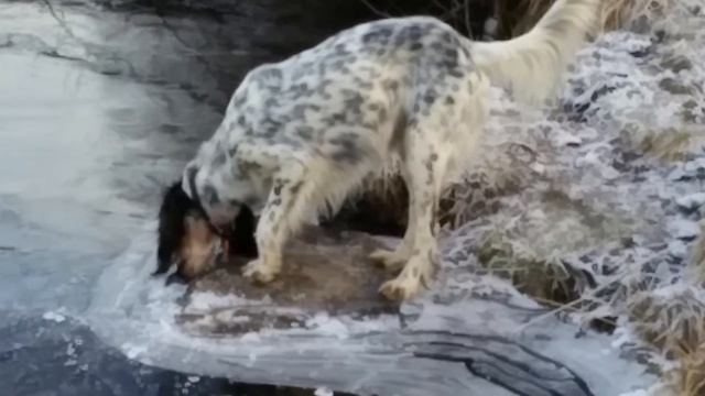 Собака пить хочет смотреть онлайн