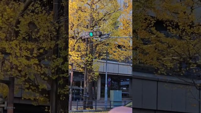 А Вы знали что ЗЕЛЕНЫЙ светофор по-японски СИНИЙ??? смотреть онлайн