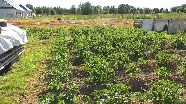 Июнь, жара, картошка смотреть онлайн