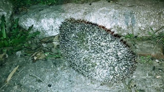 Ёжик ушел неспеша / Hedgehog Did Not Hurry смотреть онлайн