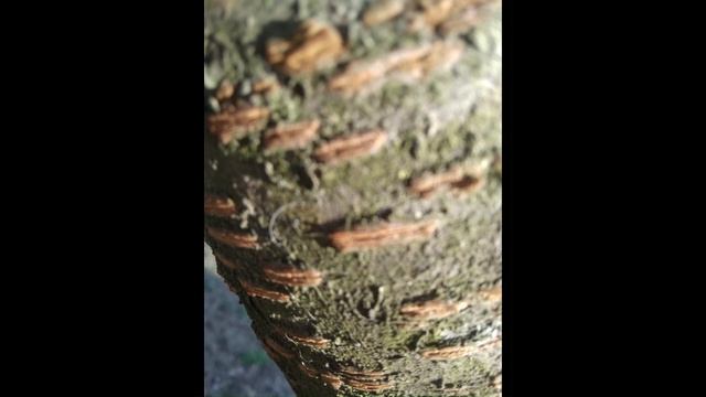 Деревья и их обработка смотреть онлайн