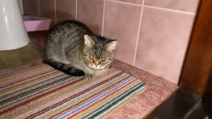 ШОТЛАНДСКАЯ ПРЯМОУХАЯ КОШКА / ХАРАКТЕРИСТИКА