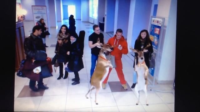 Дополненная реальность Ресторан смотреть онлайн