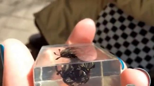 Насекомые и их знакомые. Выпуск 15. Златка восточная. sternocera orientalis