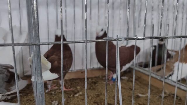 Выставка голубей Харлашина В.;И.05.10.2024..mp4 смотреть онлайн