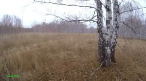 Шикарная охота на косулю. ИЖ-94 "Север" работает!