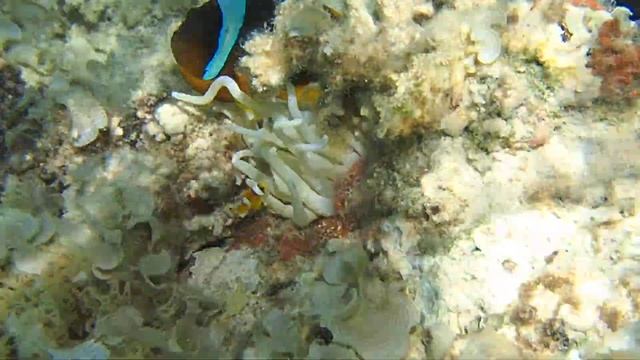Амфиприон с детками у Pyramisa Beach Resort Sahl Hasheesh смотреть онлайн