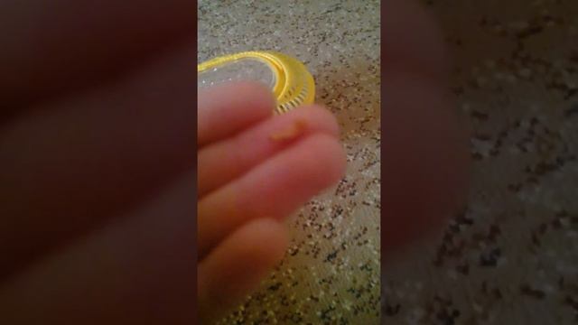 Уход за черепахой🐢 смотреть онлайн