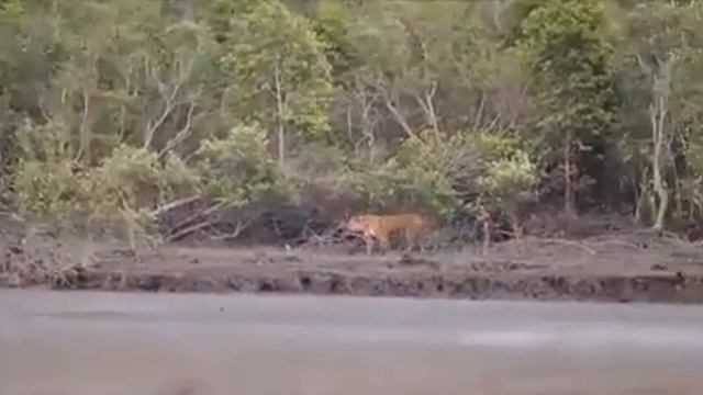Royel Bengal Tiger fair sound Video in Sundarban смотреть онлайн