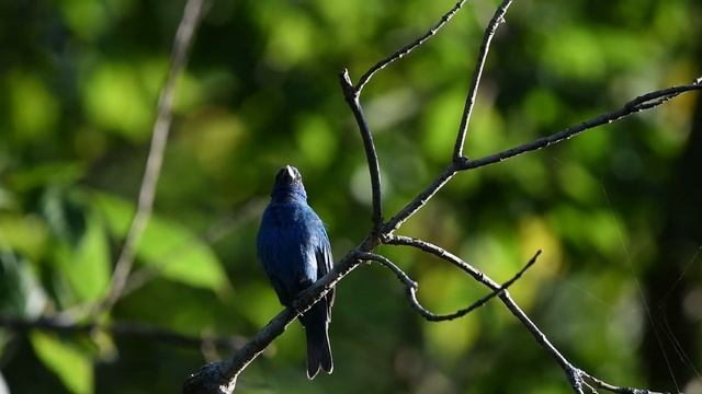 Cub Run Indigo Bunting Singing, filmed with Nikon D500 & Sigma 150-600mm Contemporary. смотреть онлайн